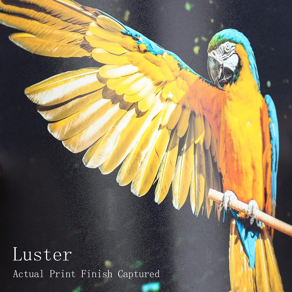 Koala Photo Paper Resin Coated 8.5x11 Inch Luster Photo Printer Paper 66lb